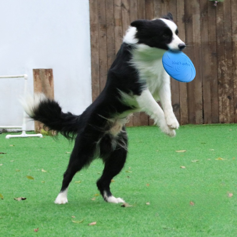 Dog Frisbee, Border Animal Pet - đánh giá và giá Frisbee Freestyle Disc