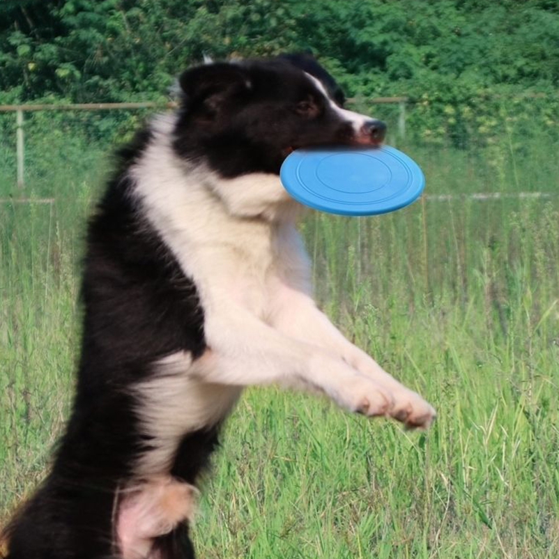 Silicone fun pet frisbee dog i - đánh giá và giá Frisbee Freestyle Disc