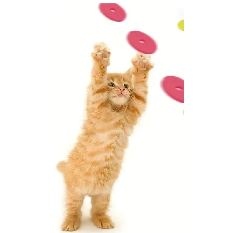Funny Cat Toys Creative Turnip - đánh giá và giá Frisbee Freestyle Disc